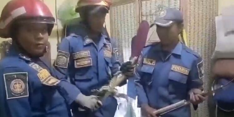 Damkar Kota Cirebon mengevakuasi biawak yang masuk ke rumah (Foto : Darfan)