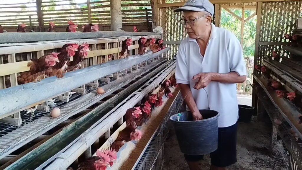 Peternak ayam telur di Kabupaten Kuningan mengalami kerugian akibat harga telur yang terus mengalami penurunan (Foto : Darfan)