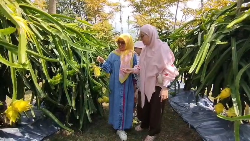 Wisata petik buah naga kuning sambil menikmati udara sejuk (Foto : Darfan)