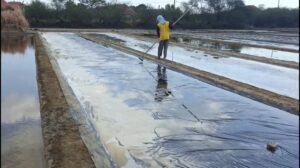 Musim kemarau dimanfaatkan petani garam untuk mulai panen di tambak-tambak garapan mereka di Kecamatan Pangenan, Kabupaten Cirebon. (Foto : Darfan)