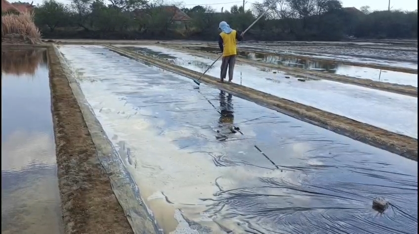 Musim kemarau dimanfaatkan petani garam untuk mulai panen di tambak-tambak garapan mereka di Kecamatan Pangenan, Kabupaten Cirebon. (Foto : Darfan)
