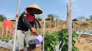 Kemarau Panjang, Petani Beralih Tanam Palawija (Foto : Darfan)