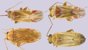 serangga herbivora Swiftiephylus (Foto: UCRNews)
