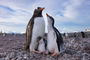 Mengejutkan! Spesies Penguin Baru Ditemukan untuk Pertama Kalinya dalam 100 Tahun (Tangkapan Layar)