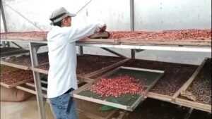 MPIG Kopi Java Buana Ciremai Bidik Target Ekspor, Didukung Bank Indonesia Cirebon untuk Digitalisasi dan Menuju Pasar Global (Foto : Darfan)