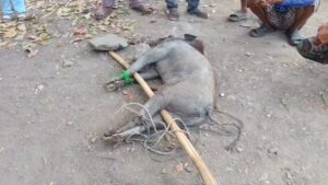 Babi Masuk Permukiman dan Serang Sejumlah Warga, Satu Orang Dilarikan ke Rumah Sakit (Foto : Darfan)