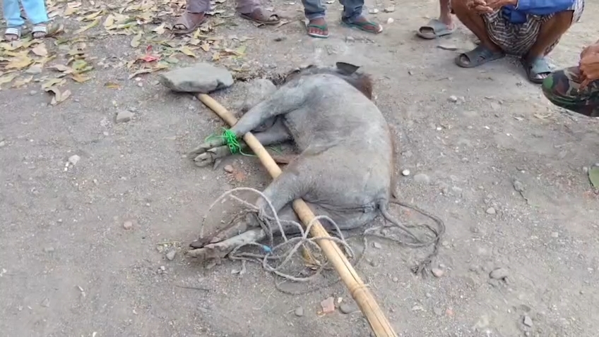 Babi Masuk Permukiman dan Serang Sejumlah Warga, Satu Orang Dilarikan ke Rumah Sakit (Foto : Darfan)