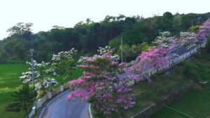 Puluhan pohon tabebuya di Jalan Kota Baru Keandra, Kabupaten Cirebon, Tengah viral dan menjadi pilihan lokasi swafoto gratis bagi masyarakat (Foto : Tangkapan Layar)