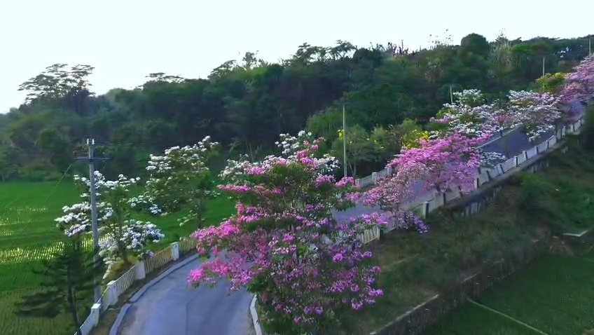 Puluhan pohon tabebuya di Jalan Kota Baru Keandra, Kabupaten Cirebon, Tengah viral dan menjadi pilihan lokasi swafoto gratis bagi masyarakat (Foto : Tangkapan Layar)